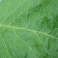 340002_20180608101738_01.JPG
