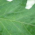 340002_20180608101747_01.JPG