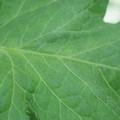 340002_20180608101749_01.JPG
