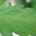 340002_20180608101753_01.JPG