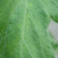 340002_20180608101810_01.JPG