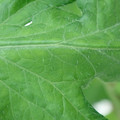 340002_20180608101839_01.JPG