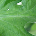 340002_20180608101842_01.JPG