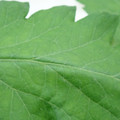 340002_20180608101910_01.JPG