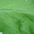 340002_20180608101912_01.JPG