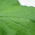 340002_20180608101913_01.JPG