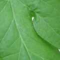 340002_20180608101919_01.JPG