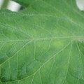 340002_20180608101932_01.JPG