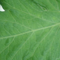 340002_20180608101950_01.JPG