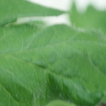 340002_20180608101952_01.JPG