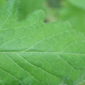 340002_20180608102011_01.JPG