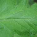 340002_20180608102013_01.JPG