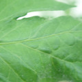 340002_20180608102015_01.JPG