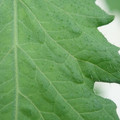 340002_20180608102018_01.JPG