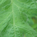 340002_20180608102040_01.JPG