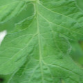 340002_20180608102041_01.JPG