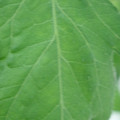 340002_20180608102056_01.JPG