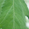 340002_20180608102100_01.JPG