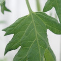 340002_20180608102104_01.JPG