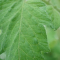340002_20180608102111_01.JPG