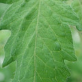 340002_20180608102112_01.JPG