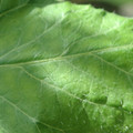 34004_20181001110033_01.JPG