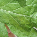 340001_20180604160439_01.JPG