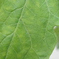 340001_20180604160716_01.JPG