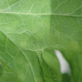 340001_20180604160725_01.JPG