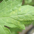 340001_20180604160901_01.JPG