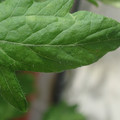 340001_20180604160919_01.JPG