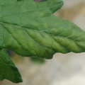 340001_20180604161040_01.JPG
