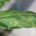 340001_20180604161153_01.JPG