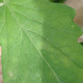 340001_20180604161230_01.JPG