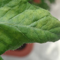 340001_20180604161630_01.JPG