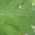340001_20180604161719_01.JPG