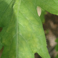 340001_20180604161844_01.JPG