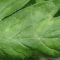 340001_20180604161924_01.JPG