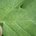 340001_20180604162012_01.JPG