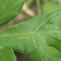 340001_20180604162418_01.JPG