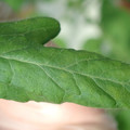 340001_20180604162539_01.JPG