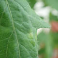 340001_20180608092205_01.JPG