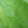 340001_20180608092930_01.JPG