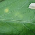 340001_20180608093114_01.JPG