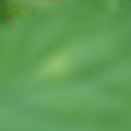 340001_20180608093320_01.JPG