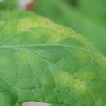 340001_20180608093408_01.JPG