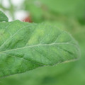 340001_20180608093506_01.JPG