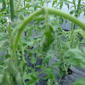 529902_20161013143334_01.JPG