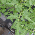 529902_20161013143517_01.JPG
