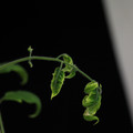 529901_20171124124254_01.JPG
